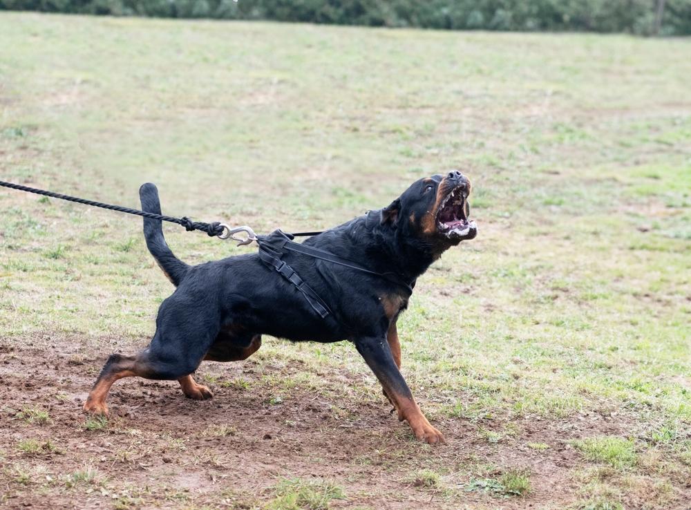 Long Island Dog Bite Lawyer